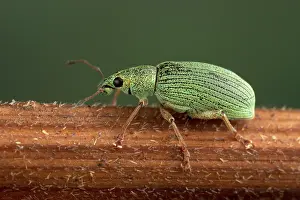 Sericeus: Weevil