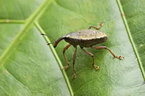 Coleopteran: Weevil