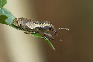 Coleopteran: Weevil