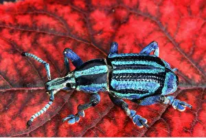 Weevil: WEEVIL