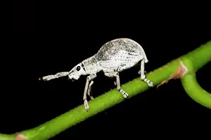 Weevil: Weevil