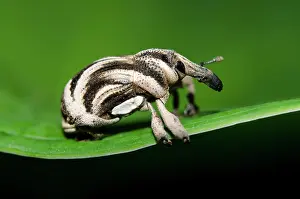 Proboscis: Weevil
