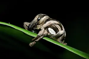 Proboscis: Weevil