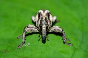 Proboscis: Weevil