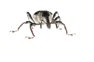 Ficus: Weevil (Aclees taiwanensis) against a white background