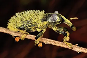 Lixus: Weevil Beetle