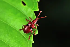Curculionidae: Weevil beetle