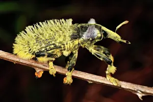 Lixus: Weevil Beetle