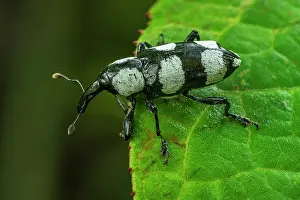 Weevils: Weevil, beetle, black and white, Las Tangaras Bird