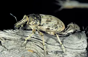 Karakum: Weevil beetle - on dry branch of a Saxaul bush