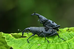 Weevils: Weevil, beetle, mating, Las Tangaras Bird Reserve