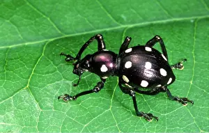Weevil: WEEVIL with black & white spots, on leaf