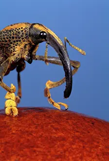 Weevils: Weevil from Brazil