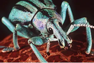 Ugly: WEEVIL close-up