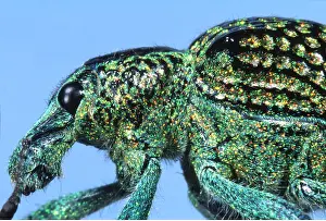 Ugly: WEEVIL - close-up head & thorax