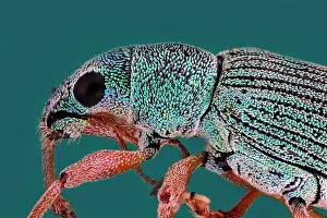 Weevil: Weevil (Curculionidae), macro photo, magnification