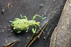 Topviews: Weevil (Curculionidae) on the smooth bark of a Capirona