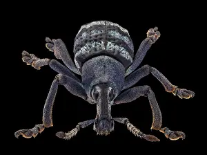 Weevil: Weevil, Eupholus magnificus (.75 across)