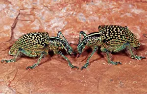 Weevil: WEEVIL - two fighting