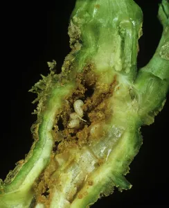 Oilseed: Weevil larvae in oilseed rape stem