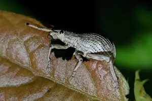 150419: Weevil - on leaf - Klungkung, Bali, Indonesia