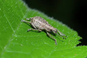 Menjangan: Weevil on leaf - West Bali National Park, near Menjangan Isl