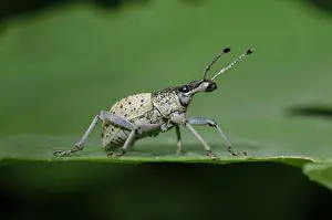 Menjangan: Weevil on leaf - West Bali National Park, near Menjangan Isl