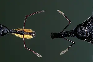 Moustache: Weevil - Male with a moustache, on the left, female