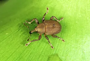 Biocontrol: Weevil (Neochetina eichorniae)