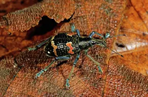 Curculionidae: Weevil, Papua New Guinea