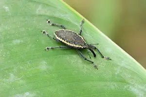 Coleopteran: Weevil, Peruvian Amazon