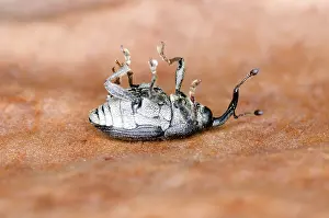 Mechanism: Weevil Playing Dead