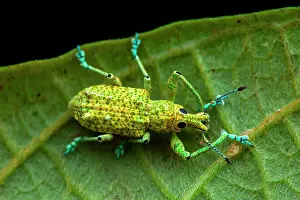 Amazonian: Weevil (Rhigus speciosus) on a leaf, Montagne de