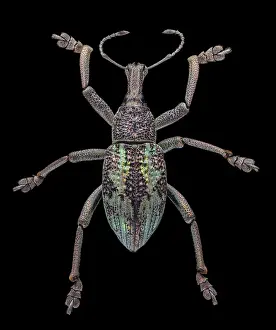 Weevil: Weevil, Rhinoscapha dohrni 1.5 from antennae to back toe