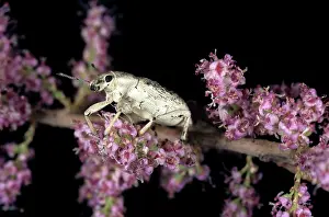 Kara: Weevil - on Tamarisk (Tamaricaceae sp.) beetle