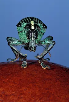 Weevils: Weevil - front view