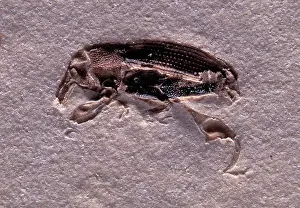 Millions: Weeviln Fossil - fossil of an unidentified weevil