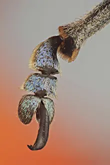 Colorfull: These weevils are among the most colorfull ones