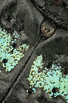 Ribbon: These weevils are among the most colorfull ones