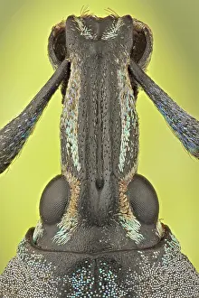 Colorfull: These weevils are among the most colorfull ones