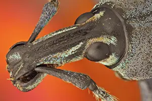 Colorfull: These weevils are among the most colorfull ones in the world