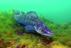 Quarry: Weibliches Tier von Zander (Sander lucioperca) bewacht