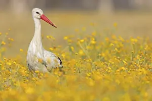 Storks: WeiBstorch, White Stork, Ciconia ciconia
