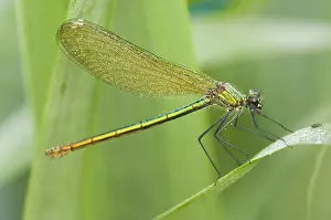 Dragonflies: Weidebeekjuffer
