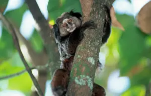 Callithrix: Weid's black-tufted-ear / WeidIs Marmoset - hugging tree