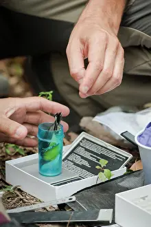 Scientist: Weighing of bananaquit (Coereba flaveola), Island