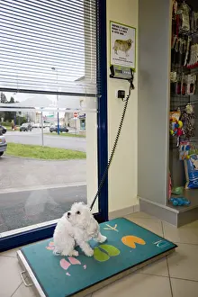 Bichon: Weighing a Bichon Maltese in a veterinary practice
