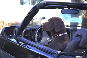 Bored: Weimar Pointing Dog in a car France