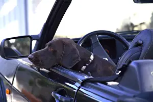 Bored: Weimar Pointing Dog in a car France