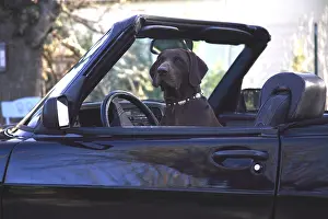 Consumer: Weimar Pointing Dog in a car France